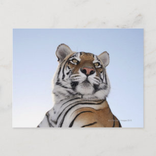 Niedrige Winkelansicht eines Tigers (Panthera tigr Postkarte