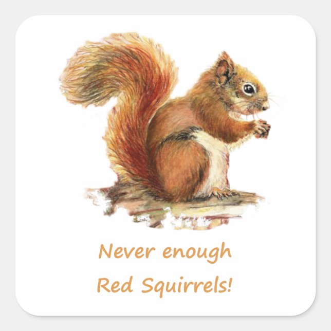 Niemals genug Rote Eichhörnchen Spaß Tierangebot Quadratischer Aufkleber (Vorderseite)