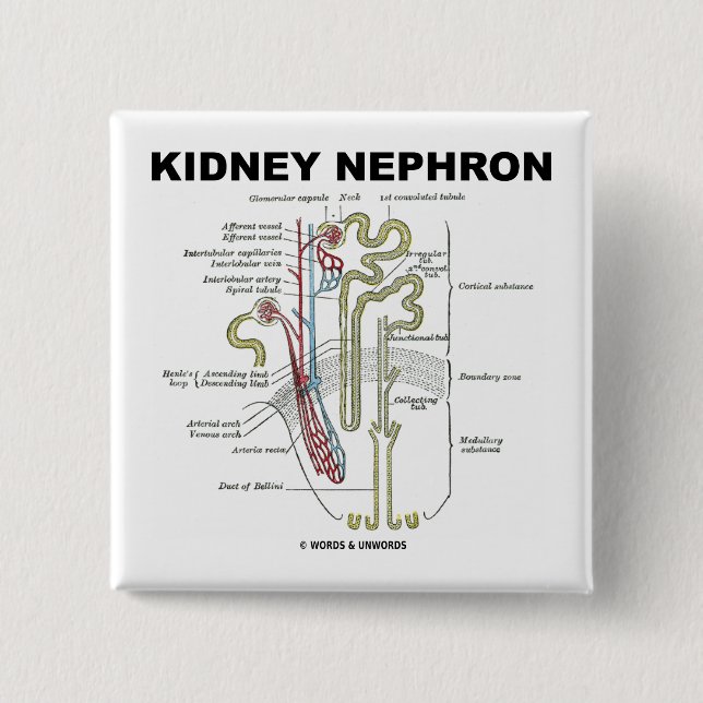 Niere Nephron Button (Vorderseite)