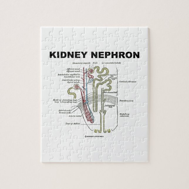 Niere Nephron (die Anatomie-Lehrbuch des Graus) (Vertikal)