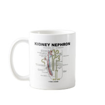 Niere Nephron