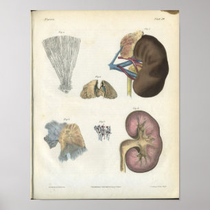 Nieren-Vintage-Anatomie-Druck Poster