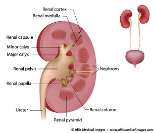 Nephron Poster Zazzle Ch