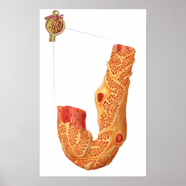 Nierenkorpuskel und Filtrationsmembran Poster (Vorne)