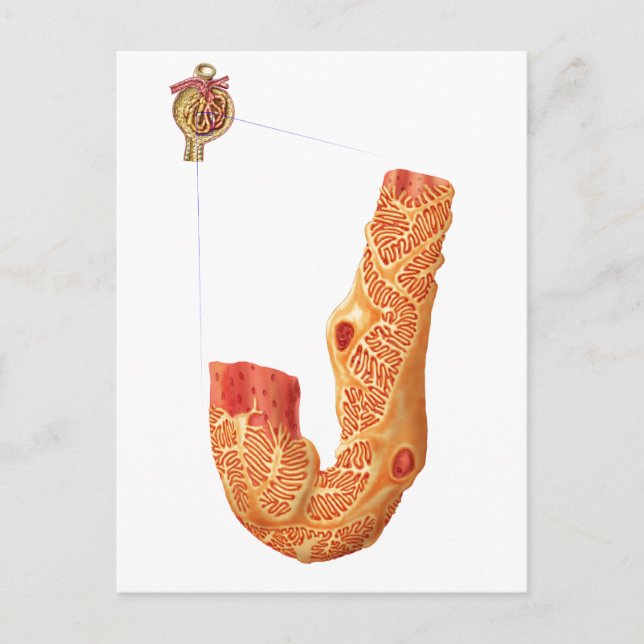 Nierenkorpuskel und Filtrationsmembran Postkarte (Vorderseite)