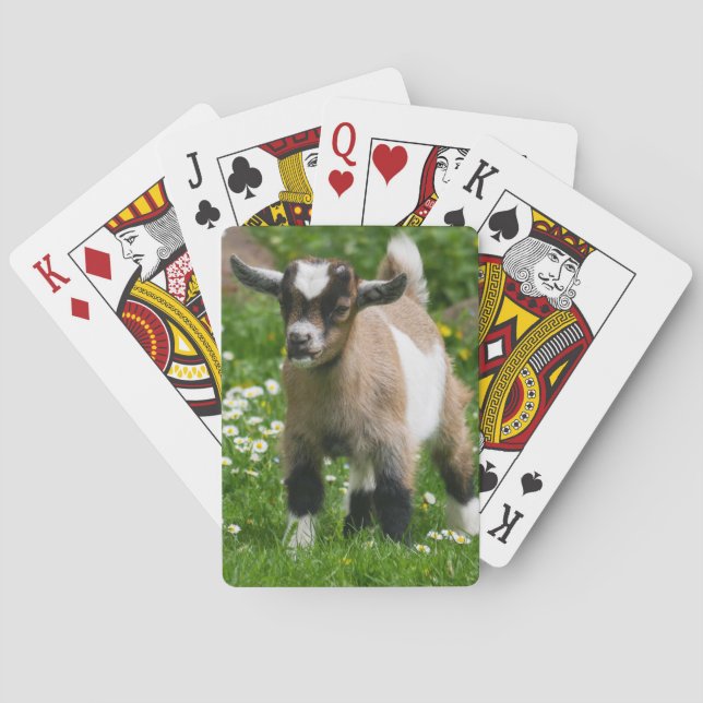 Nigerianische Zwergziege Spielkarten (Rückseite)