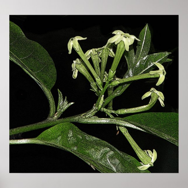Night Blooming Jasmine Poster (Vorne)