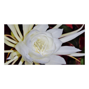 Night Blooming Staghorn Fern Poster