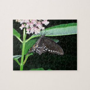 Night Butterfly Black Frack in Shenandoah