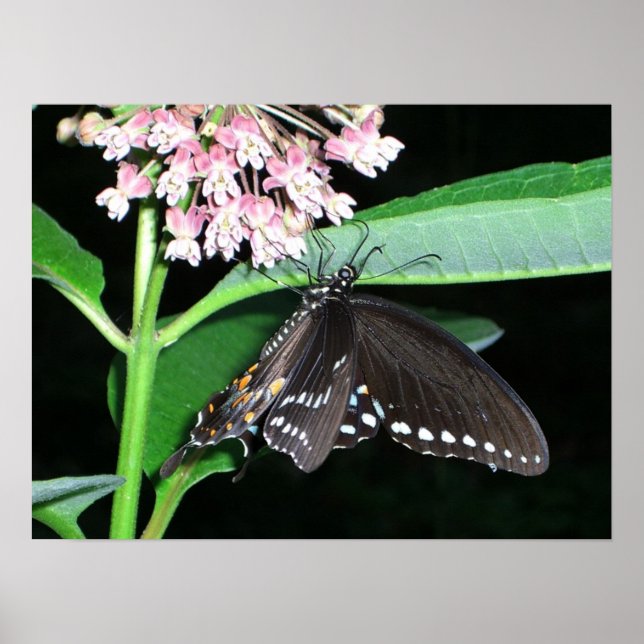 Night Butterfly Black Frack in Shenandoah Poster (Vorne)