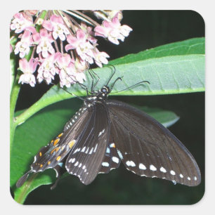 Night Butterfly Black Frack in Shenandoah Quadratischer Aufkleber