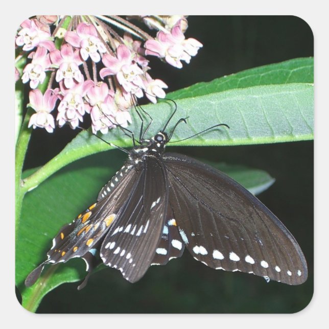 Night Butterfly Black Frack in Shenandoah Quadratischer Aufkleber (Vorderseite)