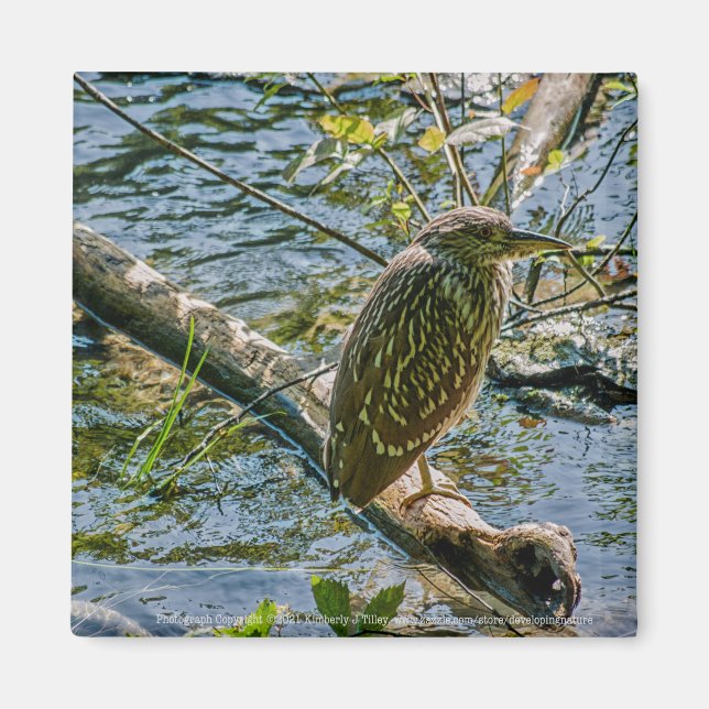 Night Heron jv Magnet (Vorne)