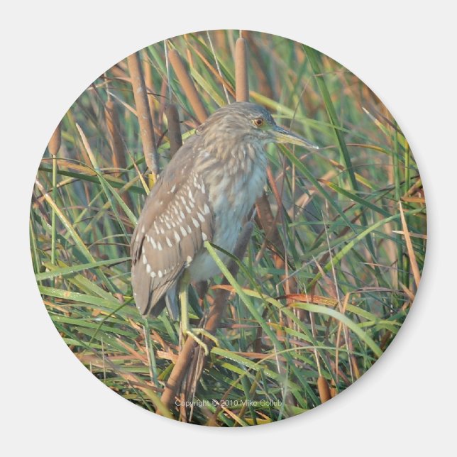 Night Heron Magnet (Vorne)