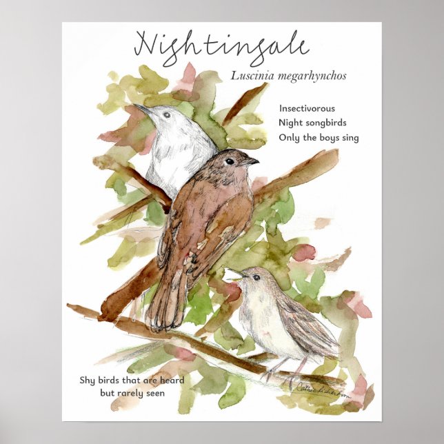 Nightingale Songbird Leaves Trees Drawing Poster (Vorne)