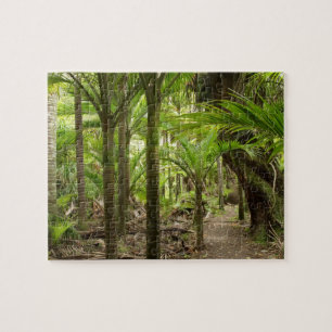 Nikau-Palmen, Heaphy Track, bei Karamea,