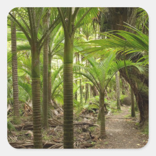 Nikau-Palmen, Heaphy Track, bei Karamea, Quadratischer Aufkleber