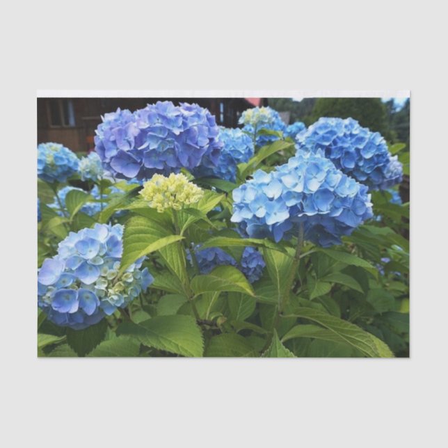 Nikko Blue Hydrangea Blume Decoupage Craft Seidenpapier (Vorderseite)