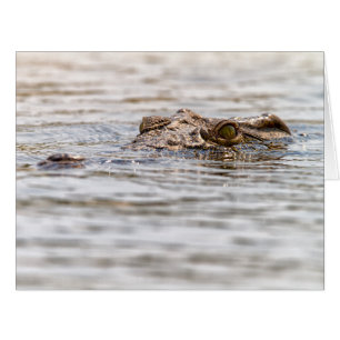 Nilkrokodil