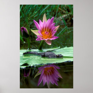 Nilkrokodil (Crocodylus Niloticus) Hatchling Poster