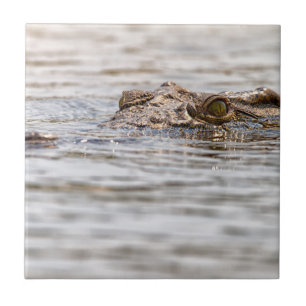 Nilkrokodil Fliese