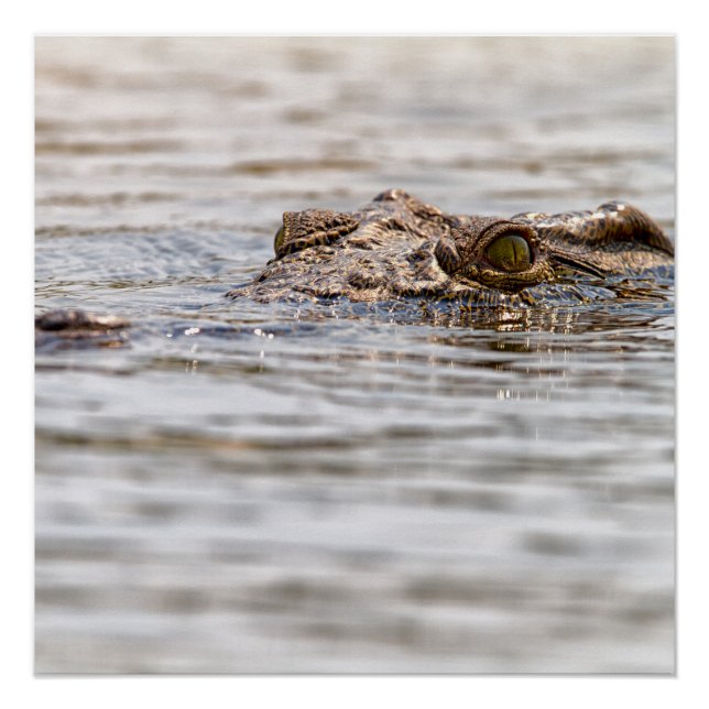 Nilkrokodil Poster (Vorderseite)