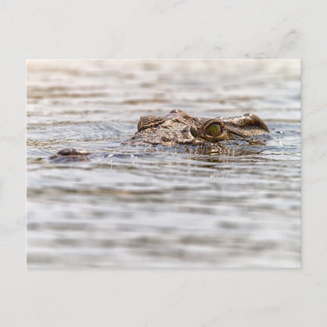 Nilkrokodil Postkarte (Vorderseite)