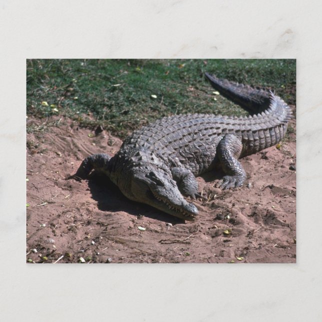 Nilkrokodil Postkarte (Vorderseite)