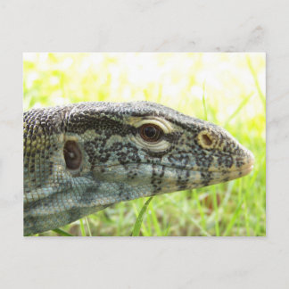 Nilmonitor Postkarte