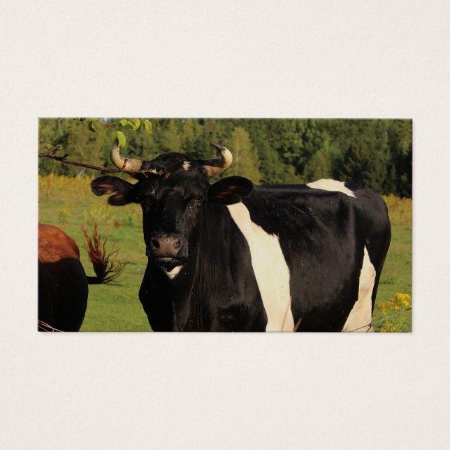 Nimm den Bull am Horn (Vorderseite)