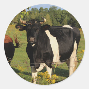 Nimm den Bull am Horn Runder Aufkleber