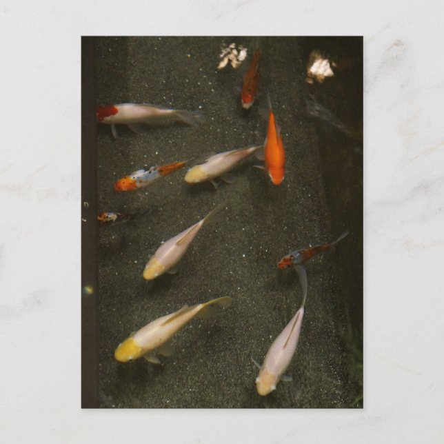 Nishikigoi (Koi Fish) Postkarte (Vorderseite)