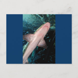 NJ Shark CB Postkarte