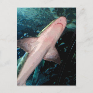NJ Shark CB Postkarte