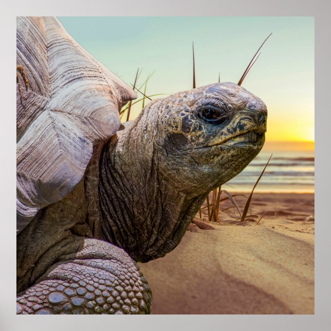 No Rush Poster (Vorne)