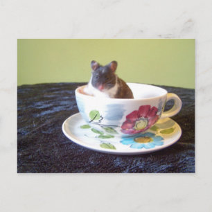 noah 2 Carte postale