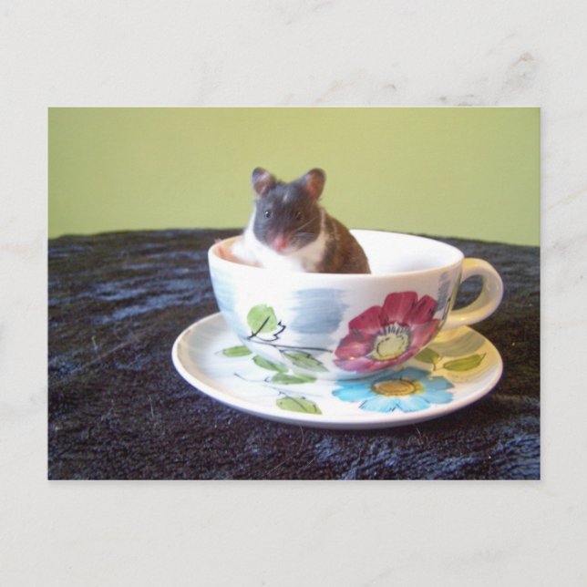 Noah 2 Postkarte (Vorderseite)