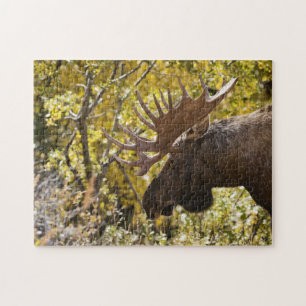 Noble Bull Moose