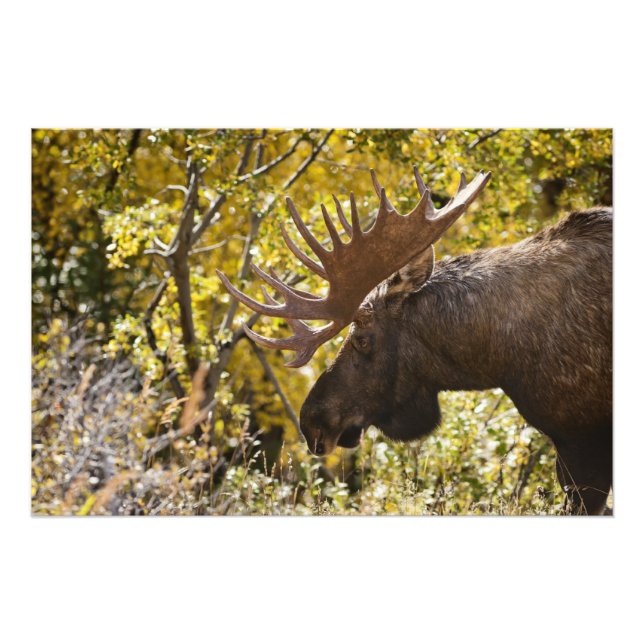 Noble Bull Moose Fotodruck (Vorne)