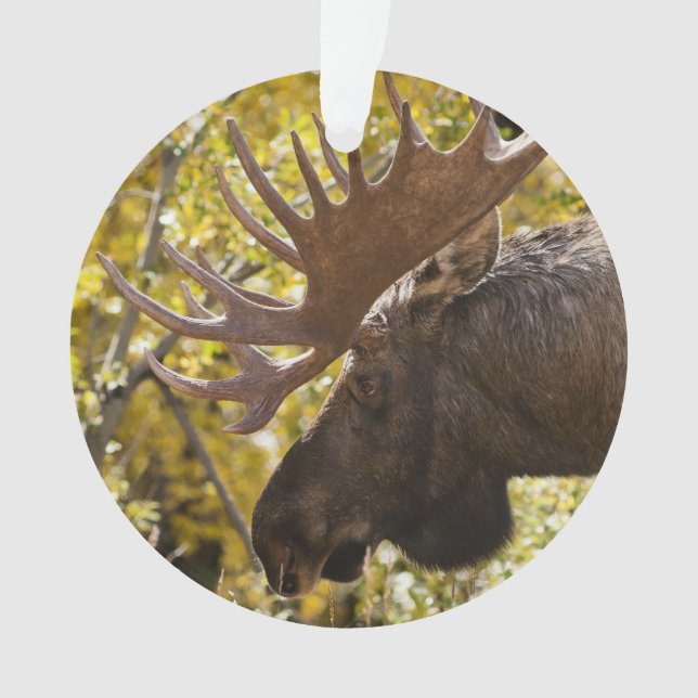 Noble Bull Moose Ornament (Vorderseite)