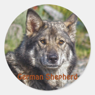 Noble German Shepherd Wolf-ähnliche Pose Runder Aufkleber