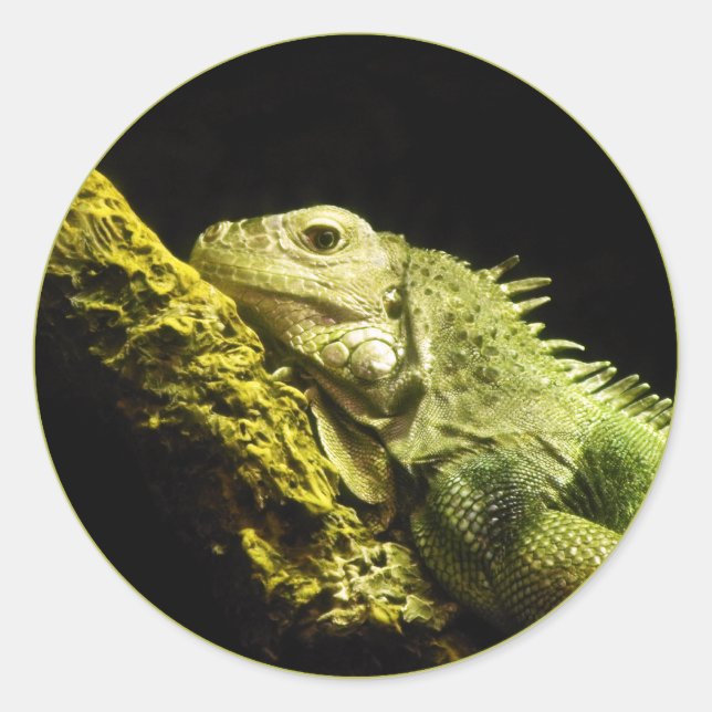Noble Iguana Stickers (Vorderseite)