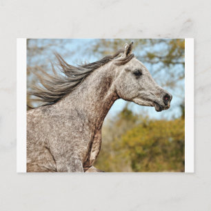 Noble und Stolz Postkarte