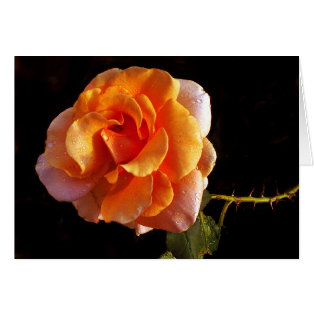 Noch eine Rose (Vorderseite (Horizontal))