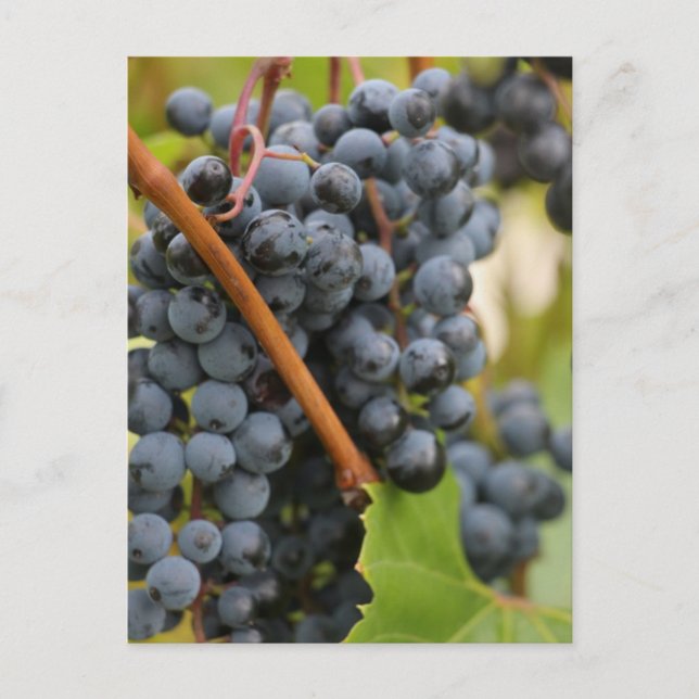 Noch nicht Wein Postkarte (Vorderseite)