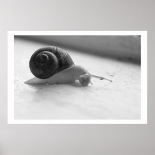 Nocturmia Fotografie Schwarz-Weiß-Schneckenposter Poster