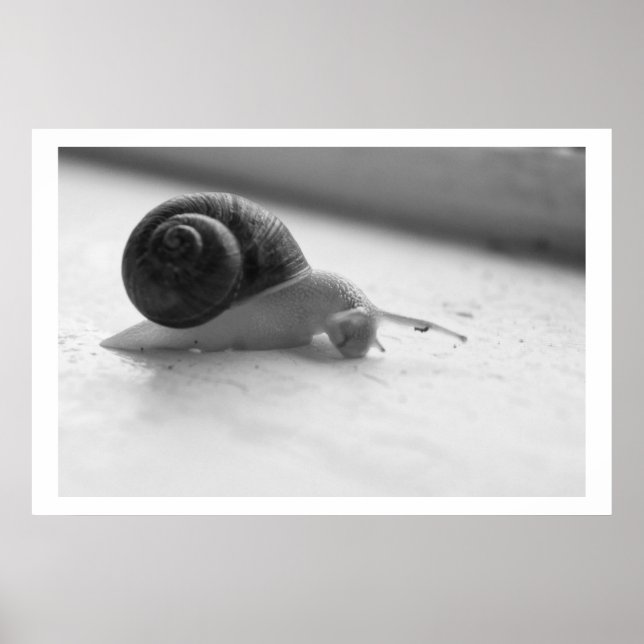 Nocturmia Fotografie Schwarz-Weiß-Schneckenposter Poster (Vorne)