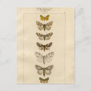 Nocturnes Postkarte