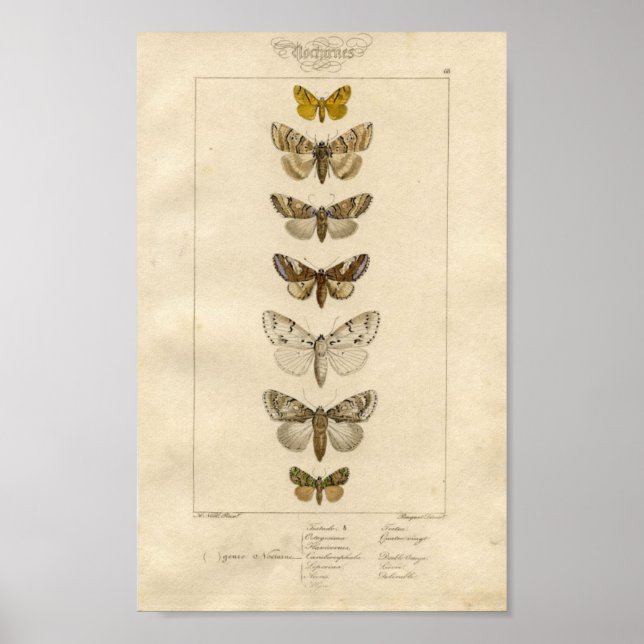 Nocturnes-Specimen-Poster Poster (Vorne)