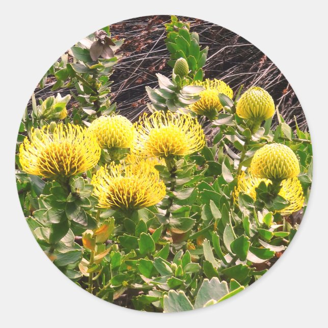 Nodding Pincushion Yellow Bird #1Stickers Classic Runder Aufkleber (Vorderseite)